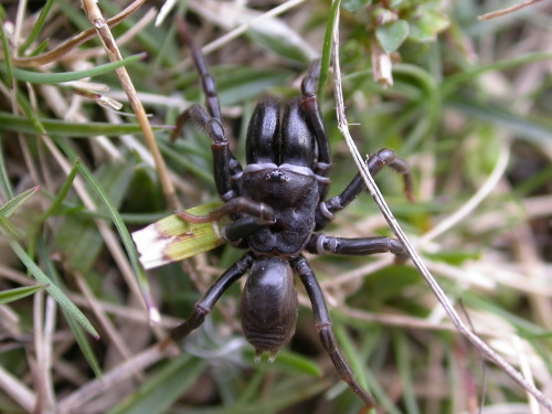 Male Purseweb Spider with permission of Graeme Lyons