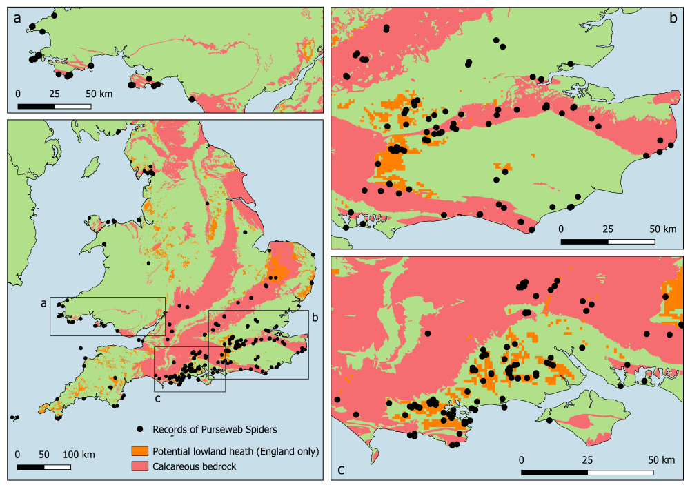 Distribution of Purseweb Spiders in Britain